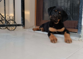 A kalite rottweiler yavrumuz